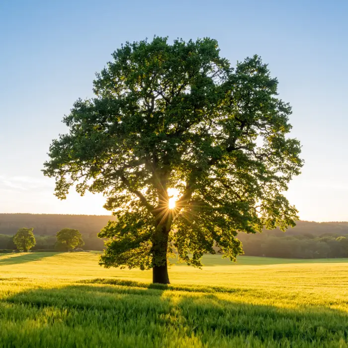 An oak tree with sunlight shining through, representing strength, resilience, and personal growth in psychotherapy.